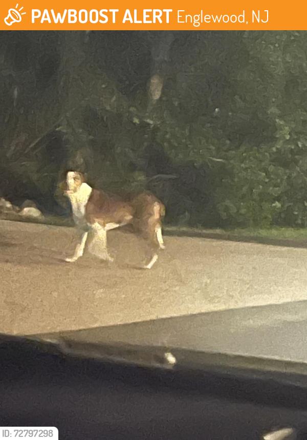 Found/Stray Unknown Dog last seen Englewood hosp, Englewood, NJ 07631