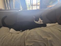 Lost Male Cat last seen France Ave/ Valmont, Los Angeles, CA 91042