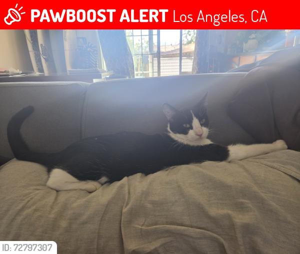 Lost Male Cat last seen France Ave/ Valmont, Los Angeles, CA 91042