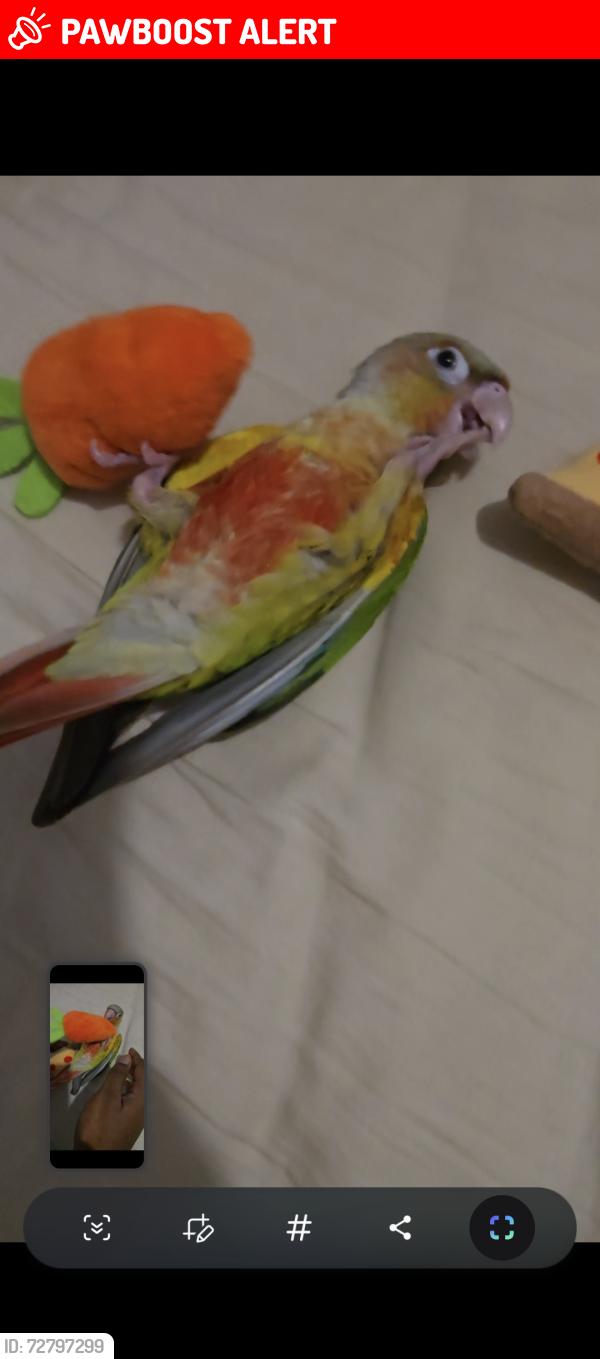 Lost Unknown Bird last seen Fitzwillme , Old Toongabbie, NSW 2146