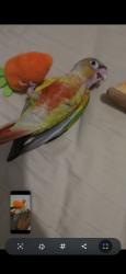 Lost Unknown Bird last seen Fitzwillme , Old Toongabbie, NSW 2146