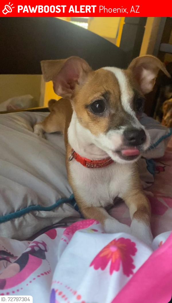 Lost Male Dog last seen 15th street and irwin, Phoenix, AZ 85042