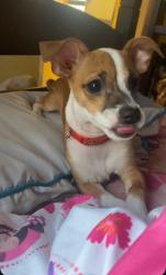 Lost Male Dog last seen 15th street and irwin, Phoenix, AZ 85042