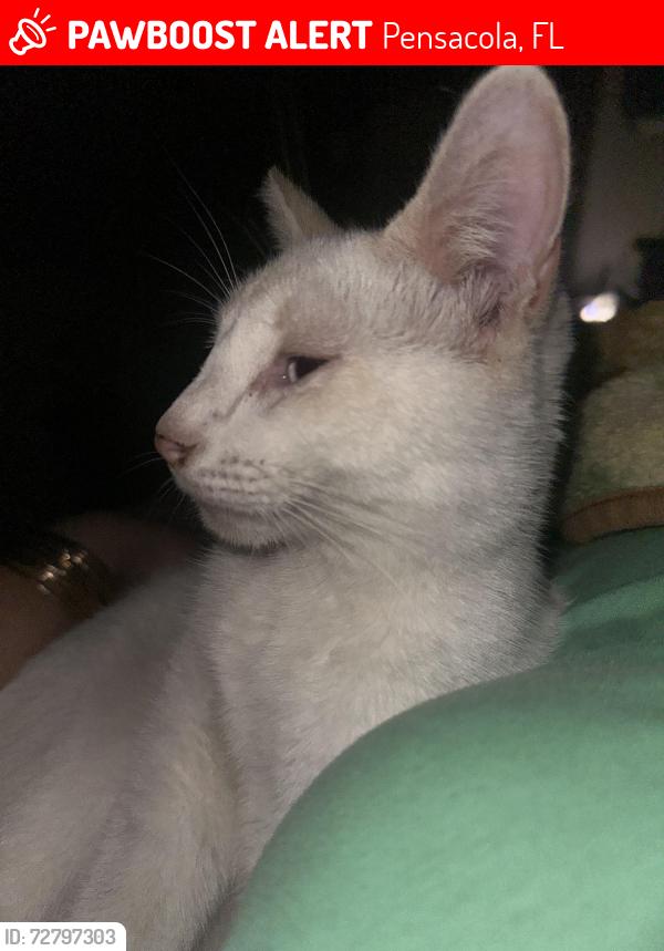 Lost Male Cat last seen Amelia Place, pensacola, Pensacola, FL 32526