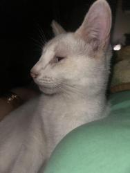 Lost Male Cat last seen Amelia Place, pensacola, Pensacola, FL 32526