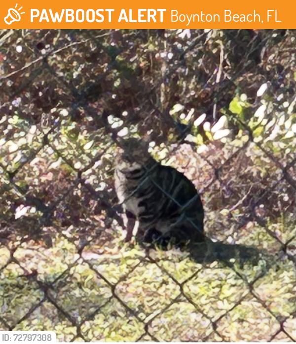 Found/Stray Unknown Cat last seen Near military trail Boynton at Saint Vincent de Paul seminaryn, Boynton Beach, FL 33436