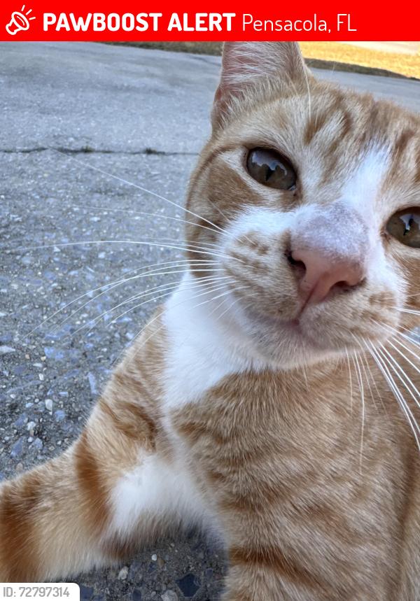 Lost Male Cat last seen Amelia Place, Pensacola, , Pensacola, FL 32526