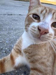 Lost Male Cat last seen Amelia Place, Pensacola, , Pensacola, FL 32526