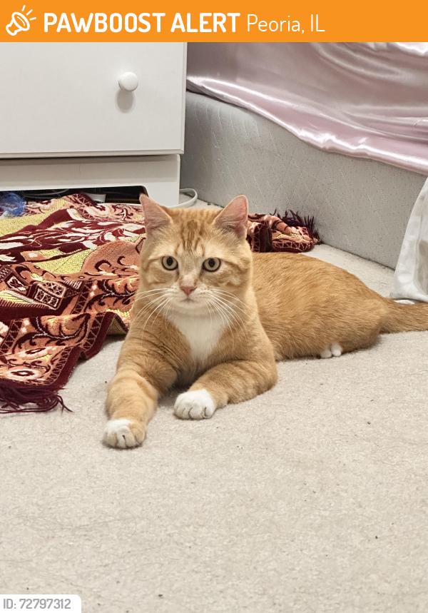 Found/Stray Male Cat last seen Dunlap il , Peoria, IL 61525