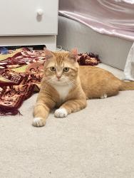 Found/Stray Male Cat last seen Dunlap il , Peoria, IL 61525