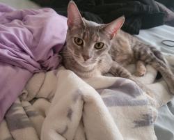 Lost Female Cat last seen E 36th St and 141st E Ave, Tulsa, OK 74134