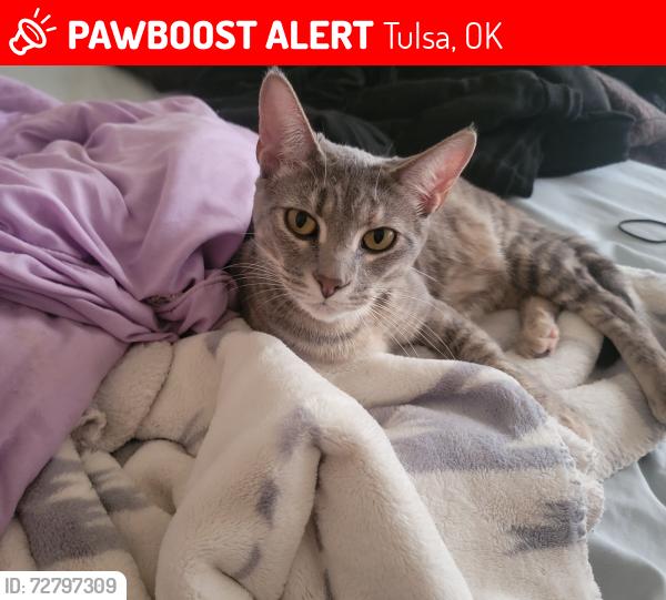 Lost Female Cat last seen E 36th St and 141st E Ave, Tulsa, OK 74134