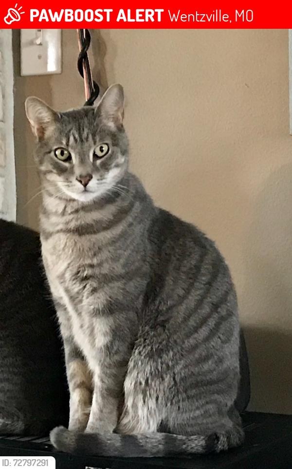 Lost Male Cat last seen Perry Cate, Wentzville, MO 63385