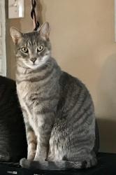 Lost Male Cat last seen Perry Cate, Wentzville, MO 63385