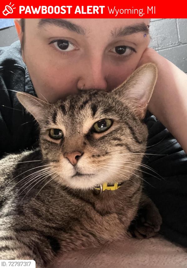 Lost Male Cat last seen 44th street and Burlingame , Wyoming, MI 49519