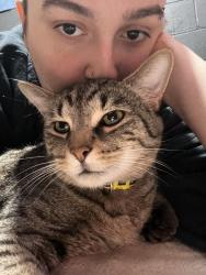 Lost Male Cat last seen 44th street and Burlingame , Wyoming, MI 49519