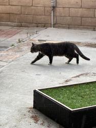 Found/Stray Unknown Cat last seen Bolero & Fieldcrest , Mission Viejo, CA 92692