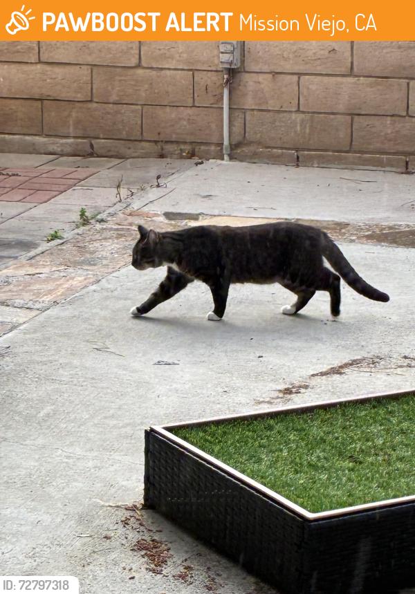 Found/Stray Unknown Cat last seen Bolero & Fieldcrest , Mission Viejo, CA 92692