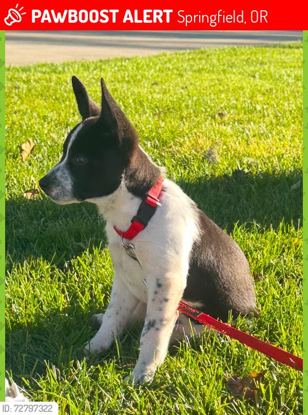Lost Male Dog last seen South 3rd street, Springfield, OR 97477