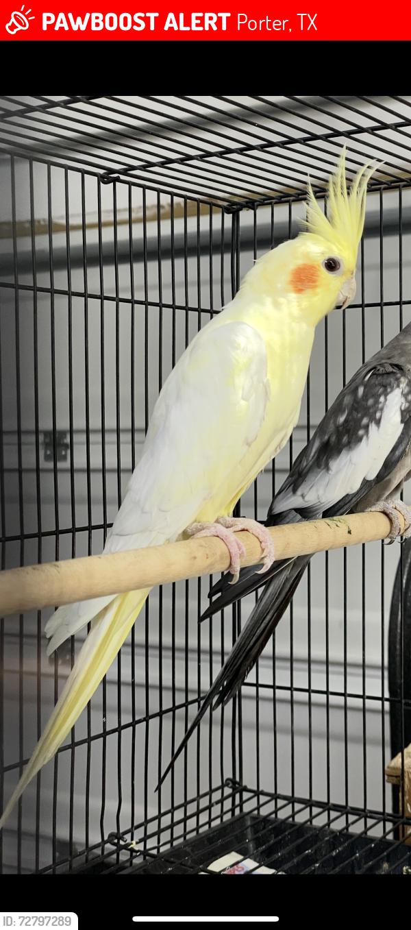 Lost Female Bird last seen Near Hoop Ash Ct, Porter, TX 77365