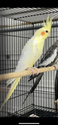 Lost Female Bird last seen Near Hoop Ash Ct, Porter, TX 77365