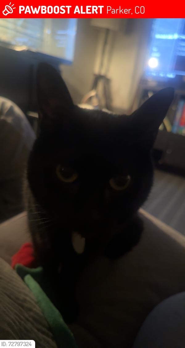 Lost Female Cat last seen Stroh ranch, Parker, CO 80134