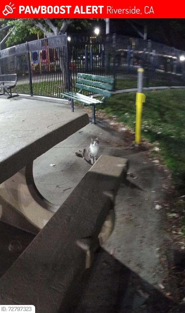 Lost Female Cat last seen Near Philbin Ave Park by playground , Riverside, CA 92503