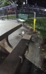 Lost Female Cat last seen Near Philbin Ave Park by playground , Riverside, CA 92503