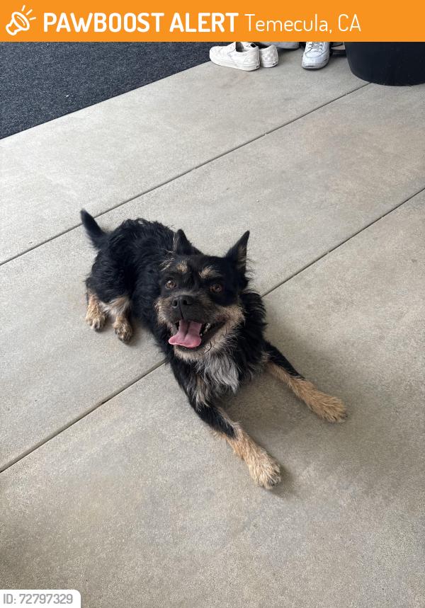 Found/Stray Male Dog last seen Glenoaks Road, Temecula, CA 92592