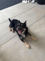 Found/Stray Male Dog last seen Glenoaks Road, Temecula, CA 92592