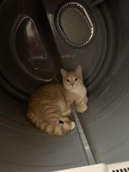Lost Male Cat last seen Frantz rd, Dublin, OH 43017