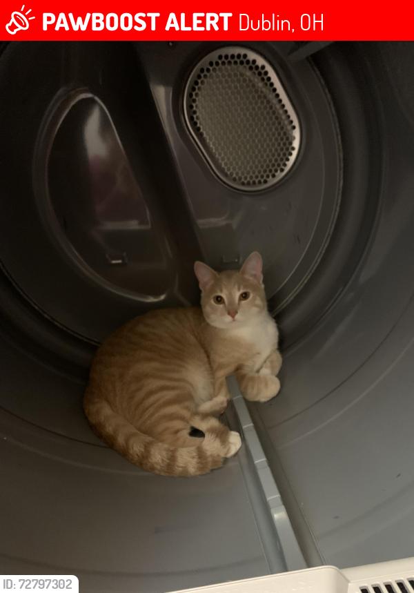 Lost Male Cat last seen Frantz rd, Dublin, OH 43017