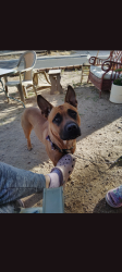 Lost Male Dog last seen Bellahmah ave ne, Albuquerque, NM 87112
