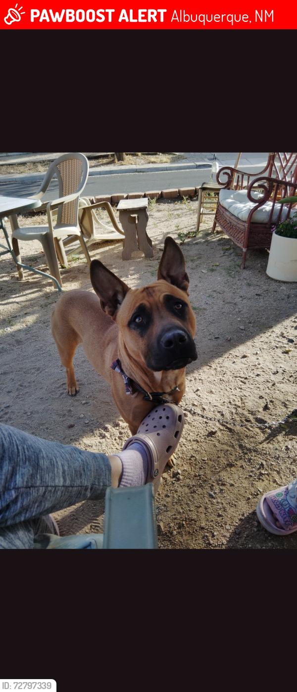 Lost Male Dog last seen Bellahmah ave ne, Albuquerque, NM 87112