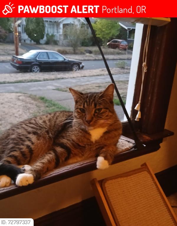 Lost Male Cat last seen NE 73rd Ave and Siskiyou St, Portland, OR 97213