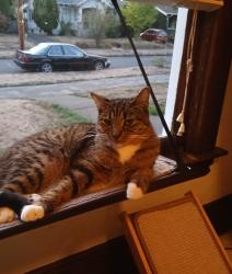 Lost Male Cat last seen NE 73rd Ave and Siskiyou St, Portland, OR 97213