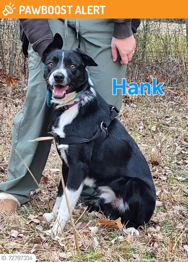 Found/Stray Male Dog last seen Fayetteville, AR, Washington County, AR 72704