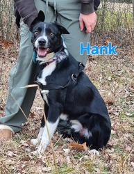 Found/Stray Male Dog last seen Fayetteville, AR, Washington County, AR 72704