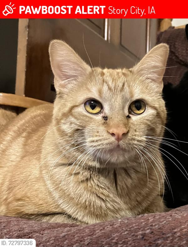 Lost Female Cat last seen Ledgestone Meadows Trailer Court, Story City, IA 50248