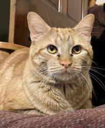 Lost Female Cat last seen Ledgestone Meadows Trailer Court, Story City, IA 50248