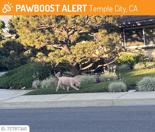 Found/Stray Unknown Dog last seen Olive St and Temple City Blvd, Temple City, CA 91780