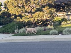 Found/Stray Unknown Dog last seen Olive St and Temple City Blvd, Temple City, CA 91780