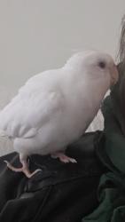 Lost Male Bird last seen Mountair ave, Los Angeles, CA 91042