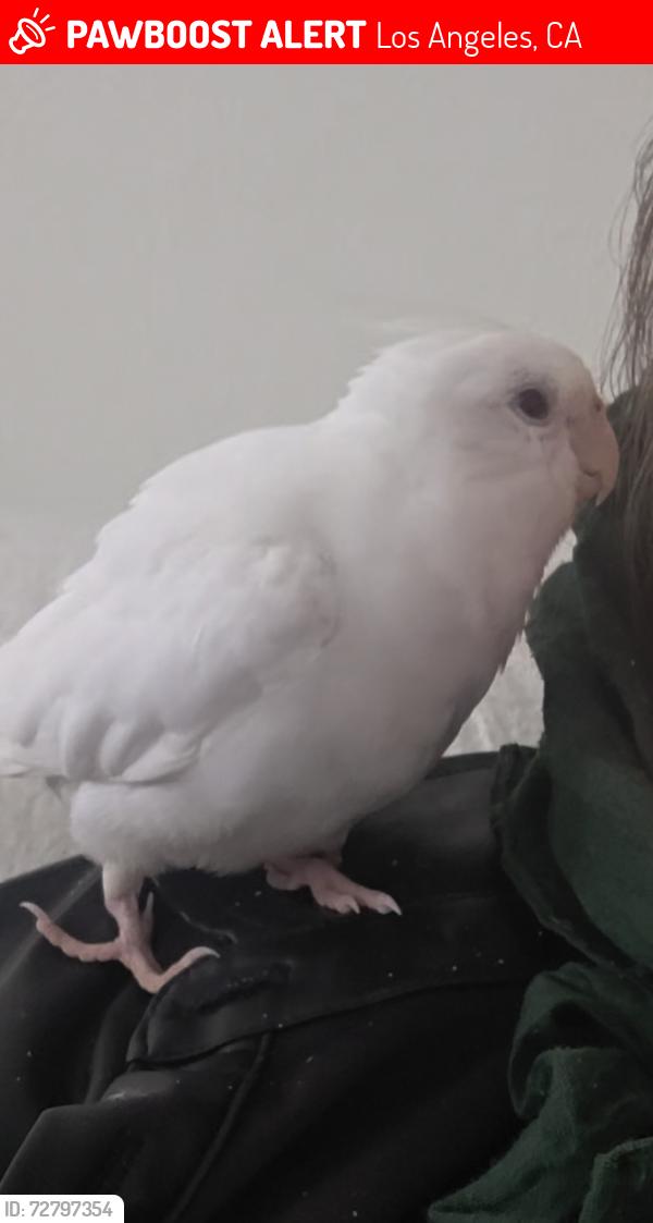 Lost Male Bird last seen Mountair ave, Los Angeles, CA 91042