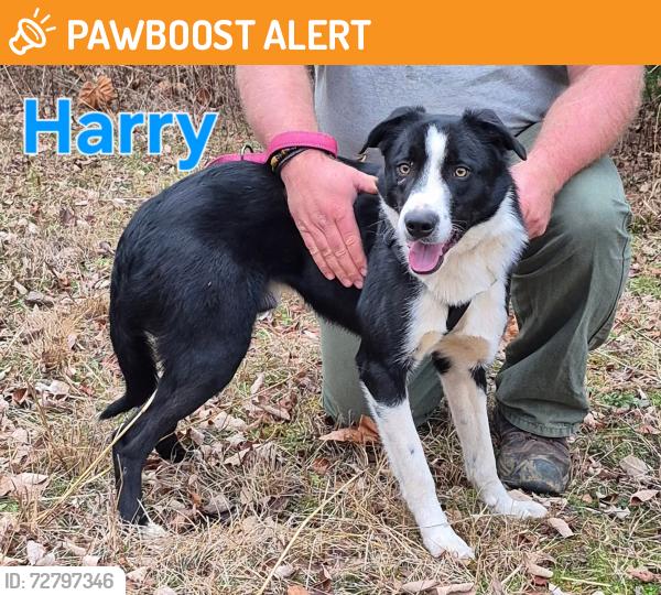Found/Stray Male Dog last seen Fayetteville, AR, Washington County, AR 72704