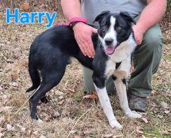 Found/Stray Male Dog last seen Fayetteville, AR, Washington County, AR 72704