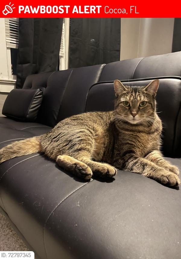 Lost Female Cat last seen Adamson creek neighbor 2nd development, Cocoa, FL 32926