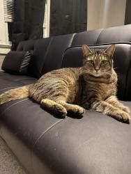 Lost Female Cat last seen Adamson creek neighbor 2nd development , Cocoa, FL 32926