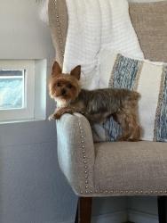 Lost Female Dog last seen Near E Park Dr, Brownsville, TX 78520