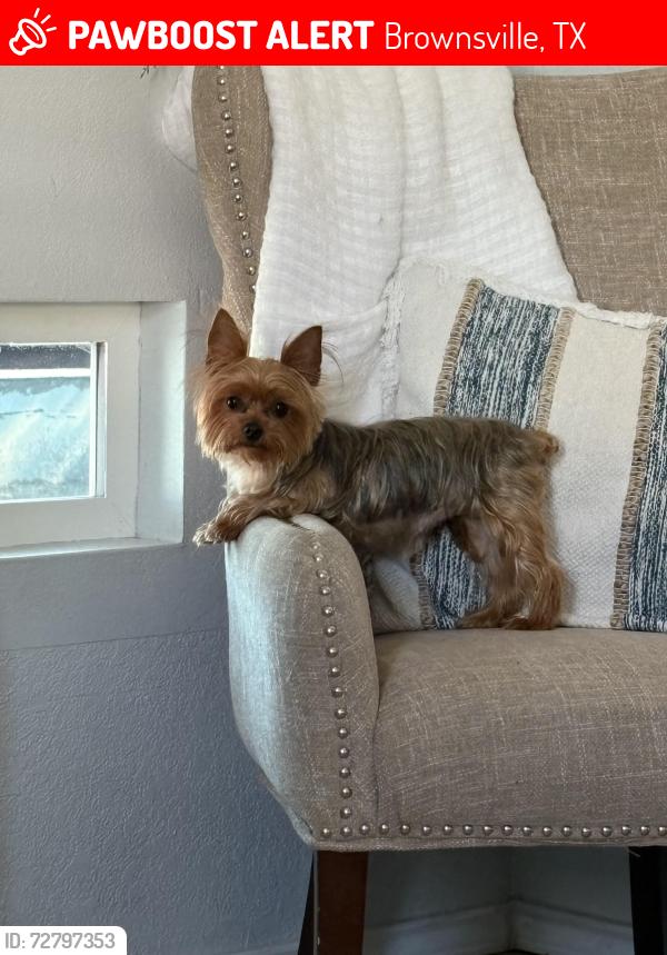 Lost Female Dog last seen Near E Park Dr, Brownsville, TX 78520